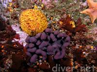 Orange Puffball Sponge (Tethya aurantia) & Lobed Tunicate (Cystodytes lobatus)