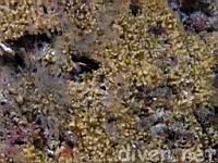 Southern Staghorn Bryozoan (Diaperoecia californica)