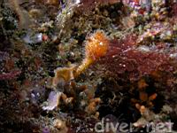 Spiny-Headed Tunicate (Boltenia villosa)