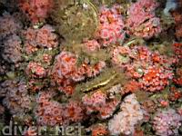 Rock Scallops (Crassedoma giganteum) covered with Club-Tipped Anemones (Corynactis california) and Hydroids