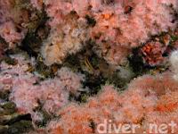 Club-Tipped Anemones (Corynactis california) & Rock Scallops (Crassedoma giganteum) 