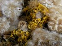 Yellow Sponge (Iophon chelifer) sourrounded by Plumose Anemones (Metridium senile)