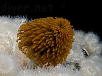 a Feather Duster Worm (Eudistylia polymorpha) sourrounded by Plumose Anemones (Metridium senile)
