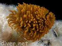 a deficating Feather Duster Worm (Eudistylia polymorpha) sourrounded by Plumose Anemones (Metridium senile)