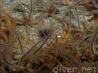 Tube-Dwelling Anemone (Pachycerianthus fimbriatus) and Spiny Brittle Stas (Ophiothrix spiculata)