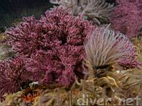 Purple Gorgonian (Eugorgia rubens) and a Tube-Dwelling Anemone (Pachycerianthus fimbriatus) surrounded by Spiny Brittle Stas (Ophiothrix spiculata)