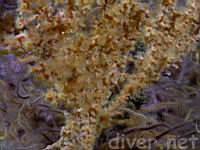 Yellow Zoanthids (Parazoanthus lucificum) surrounded by Spiny Brittle Stas (Ophiothrix spiculata)