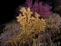 Yellow Zoanthids (Parazoanthus lucificum) on a Purple Gorgonian (Eugorgia rubens) surrounded by Spiny Brittle Stas (Ophiothrix spiculata)