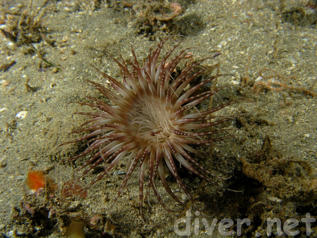 spotted Pachycerianthus fimbriatus (Tube-Dwelling <img alt=
