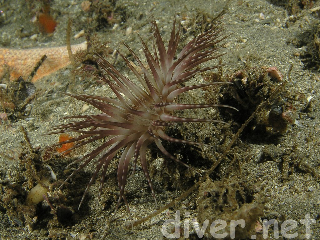 spotted Pachycerianthus fimbriatus (Tube-Dwelling Anemone)