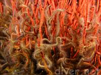Spiny Brittle Stars (Ophiothrix spiculata) entwined in a Red Gorgonian (Lophogorgia chilensis)