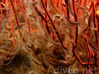 Spiny Brittle Stars (Ophiothrix spiculata) entwined in a Red Gorgonian (Lophogorgia chilensis)