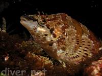 Painted Greenling (Oxylebius pictus)