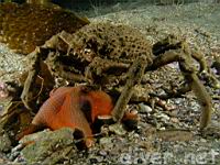 Sheep Crab (Loxorhynchus grandis)
