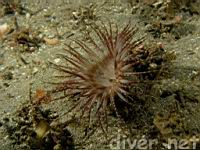 an unusual spotted Tube-Dwelling Anemone (Pachycerianthus fimbriatus)