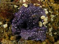 Purple Bryozoan (Disporella sp.)
