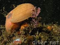 Norris's Top Snail (Norrisia norrisi)