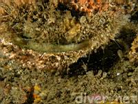 a Dock shrimp (Pandalus danae) under a Rock Scallop (Crassedoma giganteum)