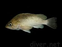 Kelp Rockfish (Sebastes atrovirens)