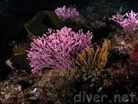 California Coral Leaf Seaweed (Bossiella californica)