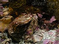 Rock Scallop (Crassedoma giganteum)