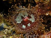 Club-Tipped Anemone (Corynactis california) with parasitic growth