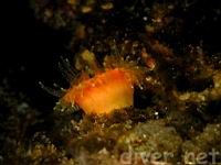 Orange Cup Coral (Balanophyllia elegans)