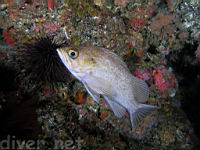 Kelp rockfish (Sebastes atrovirens)