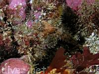 Coralline Sculpin (Artedius corallinus)