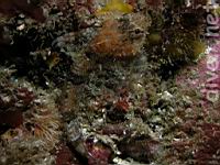 Coralline Sculpin (Artedius corallinus)