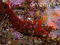 Crevice Kelpfish (Gibbonsia montereyensis)