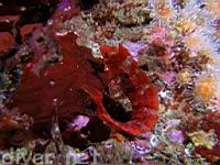 Crevice Kelpfish (Gibbonsia montereyensis)