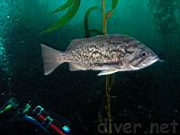 Blue rockfish (Sebastes mystinus)