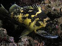 Black-and-yellow rockfish (Sebastes chrysomelas)