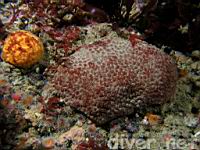 Eudistoma psammion with red algae growing on the surface