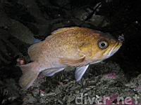 Kelp rockfish (Sebastes atrovirens)