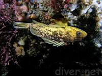 Gopher rockfish (Sebastes carnatus)