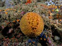 Orange Puffball Sponge (Tethya aurantia)