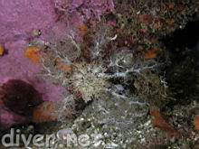 Sea Cucumber (Cucumaria piperata)