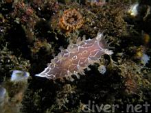 Tritonia festiva & Brown Cup Coral (Paracyathus stearnsi)
