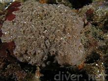 Colonial Tunicate (Eudistoma psammion)