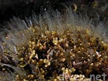 Ostrich-Plumed Hydroid (Aglaophenia struthionides) growing on Southern Staghorn Bryozoan (Diaperoecia californica)
