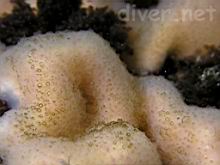 Lobed compound tunicate (Cystodytes lobatus)