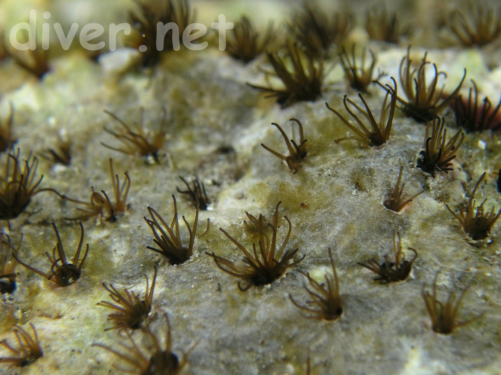 Dodecaceria concharum (Coralline-Encased Filament-Worm)