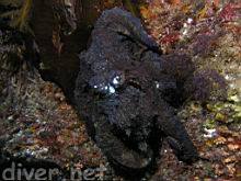 Octopus bimaculatus (Twp-Spot Octopus)