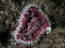 Urticina sp. (Sea Anemone)