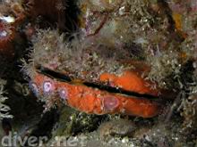 Ophlitaspongia pennata (Red encrusting sponge) & Alcyonium rudyi (Octocoral) on a Crassedoma giganteum (Rock Scallop)