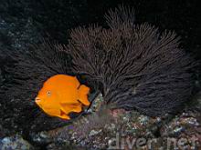 Hypsypops rubicundus (Garabaldi) in front of a Pteria sterna (Western Winged Oyster) on a Muricea californica (California Golden Gorgonian)