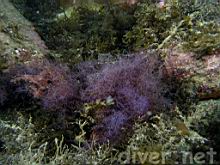 Purple Hair Algae