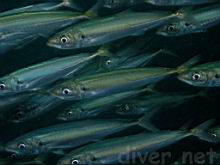 Trachurus symmetricus (Mackerel Jack)
